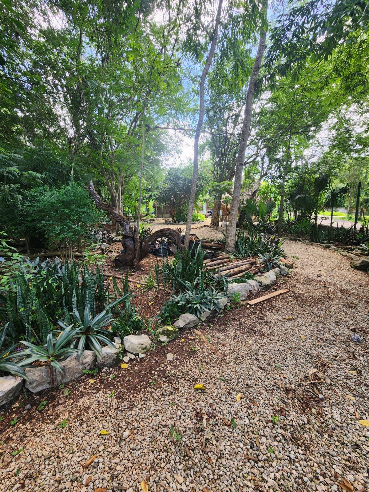 Garden path lined with agaves and stones