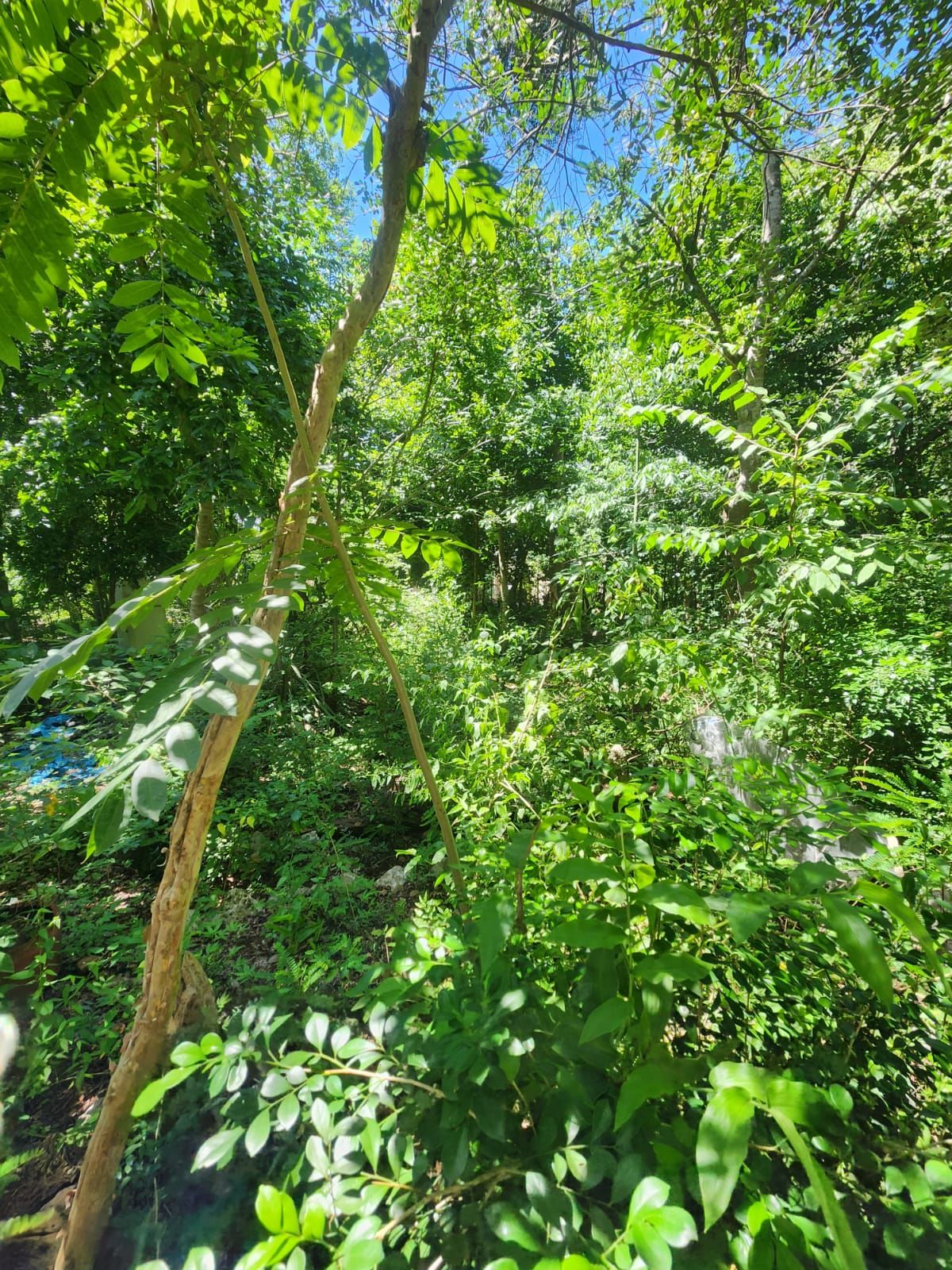 Dense green forest canopy