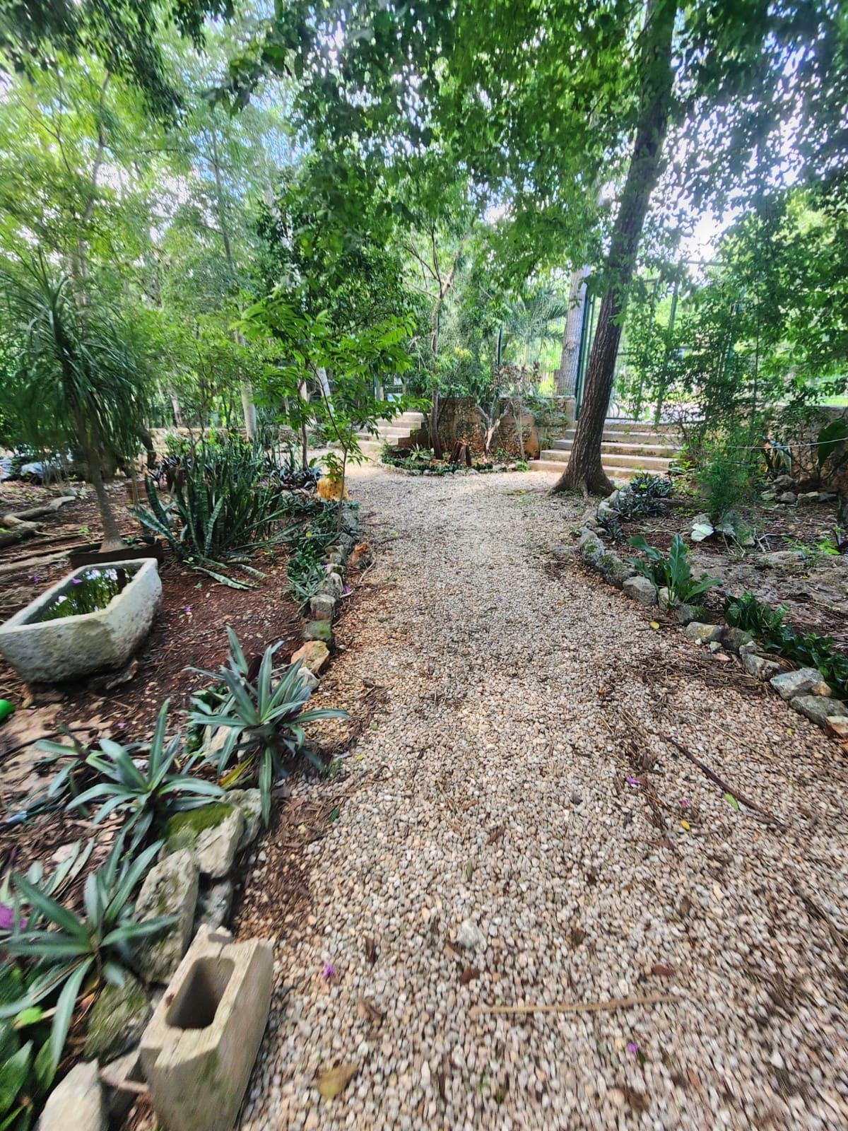 Shaded gravel path through the jungle garden